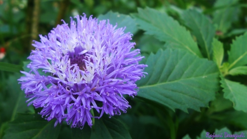 purple 2 flower sn